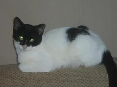 Batman, adopted from Cats For Life Houston