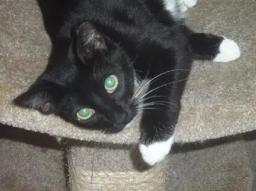 Lesa, adopted from Cats For Life in Houston, Texas