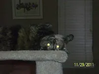 Farrah, photo 3