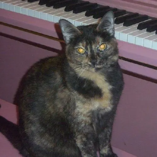 Farrah, adopted from Cats For Life in Houston, Texas