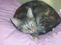 Tara, photo 1