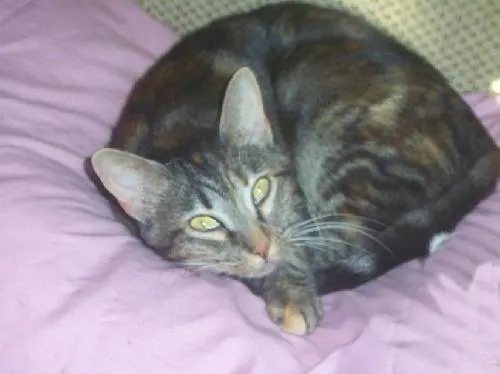 Tara, adopted from Cats For Life in Houston, Texas