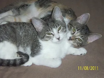 Wendy and Tinkerbelle, adopted from Cats For Life Houston