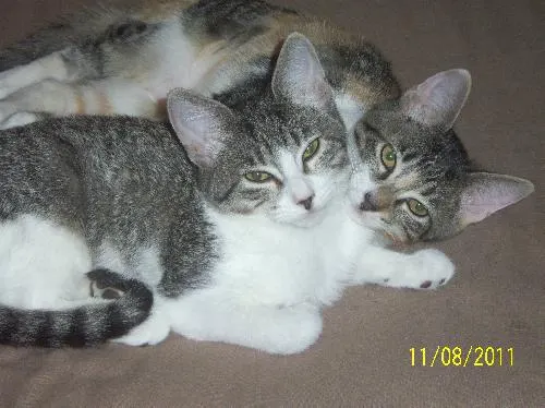 Wendy and Tinkerbelle, adopted from Cats For Life in Houston, Texas