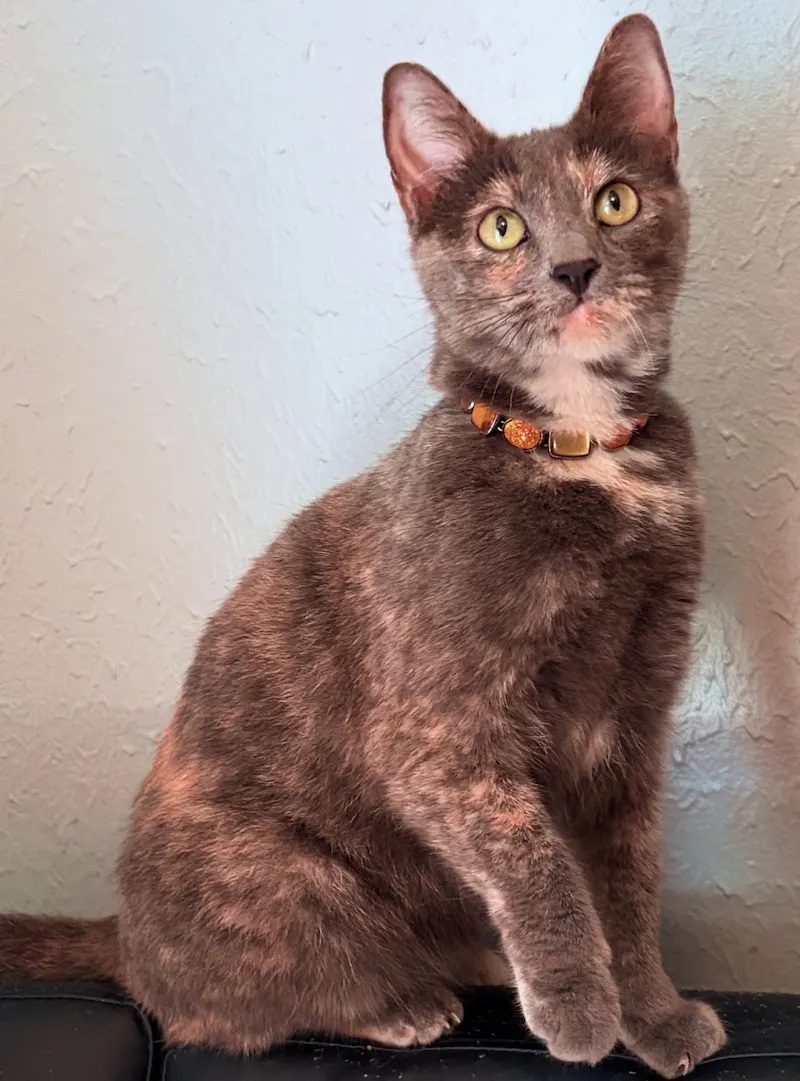 Brooke, a female Dilute Tortoiseshell available for adoption in Houston, Texas