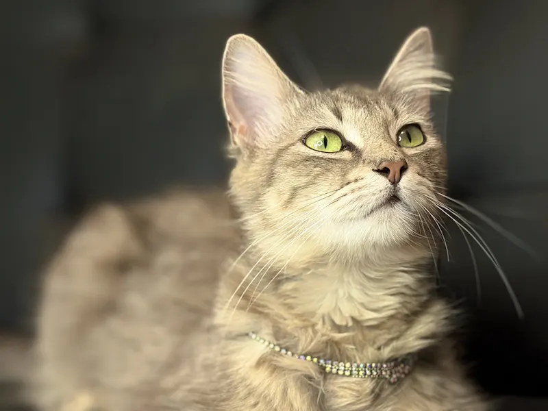 Christy, a female Domestic Long Hair available for adoption in Houston, Texas