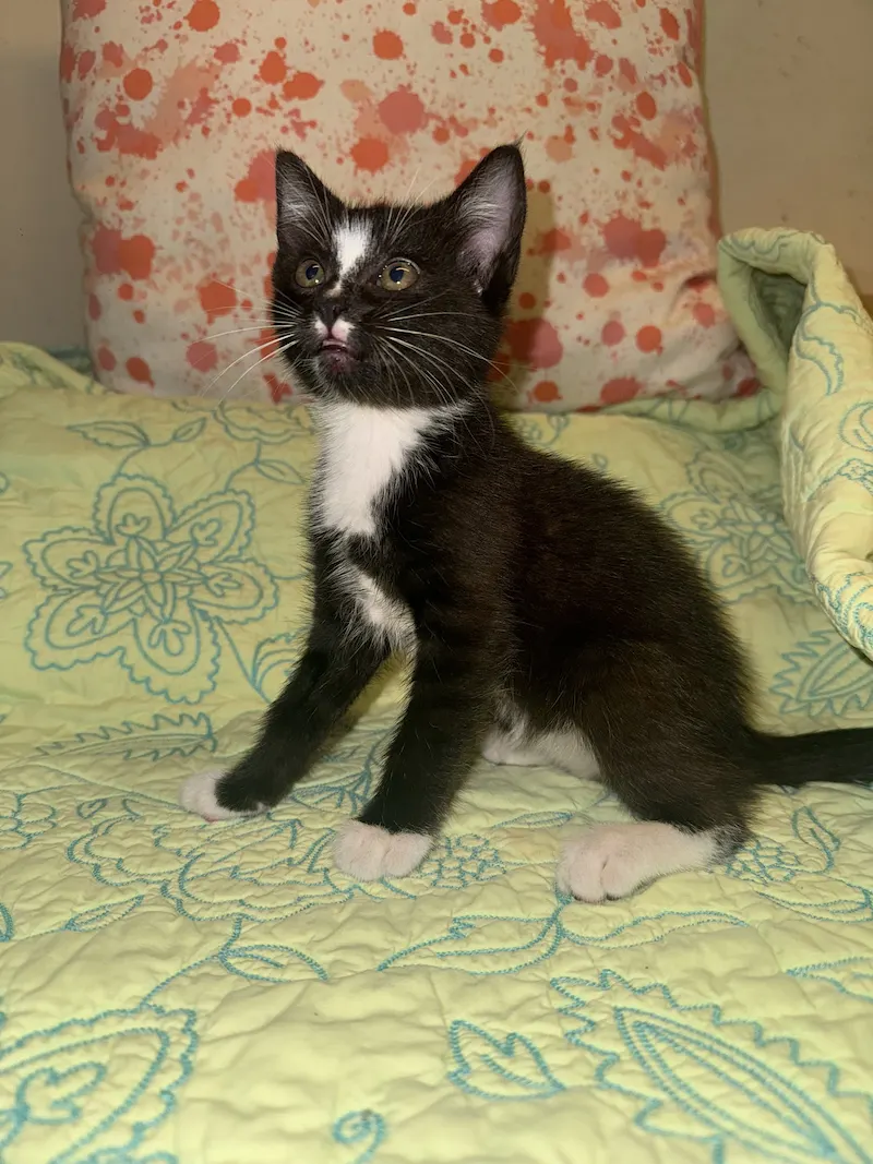Sarah, a female Tuxedo available for adoption in Houston, Texas