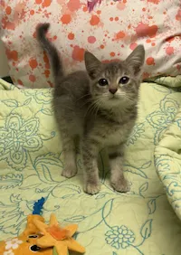 Milo, photo 1