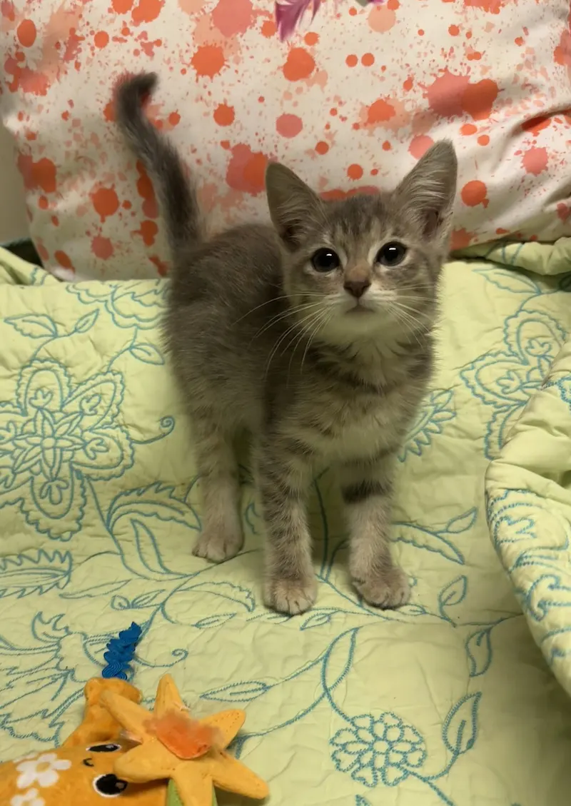 Milo, a female Domestic Short Hair available for adoption in Houston, Texas