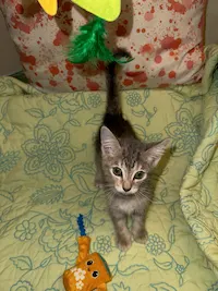 Milo, photo 2