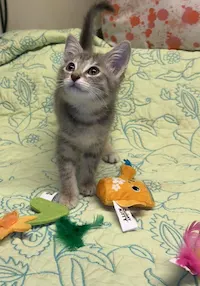 Milo, photo 3