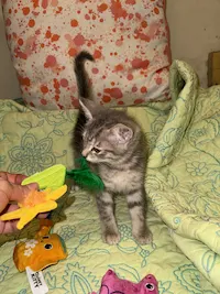 Milo, photo 4