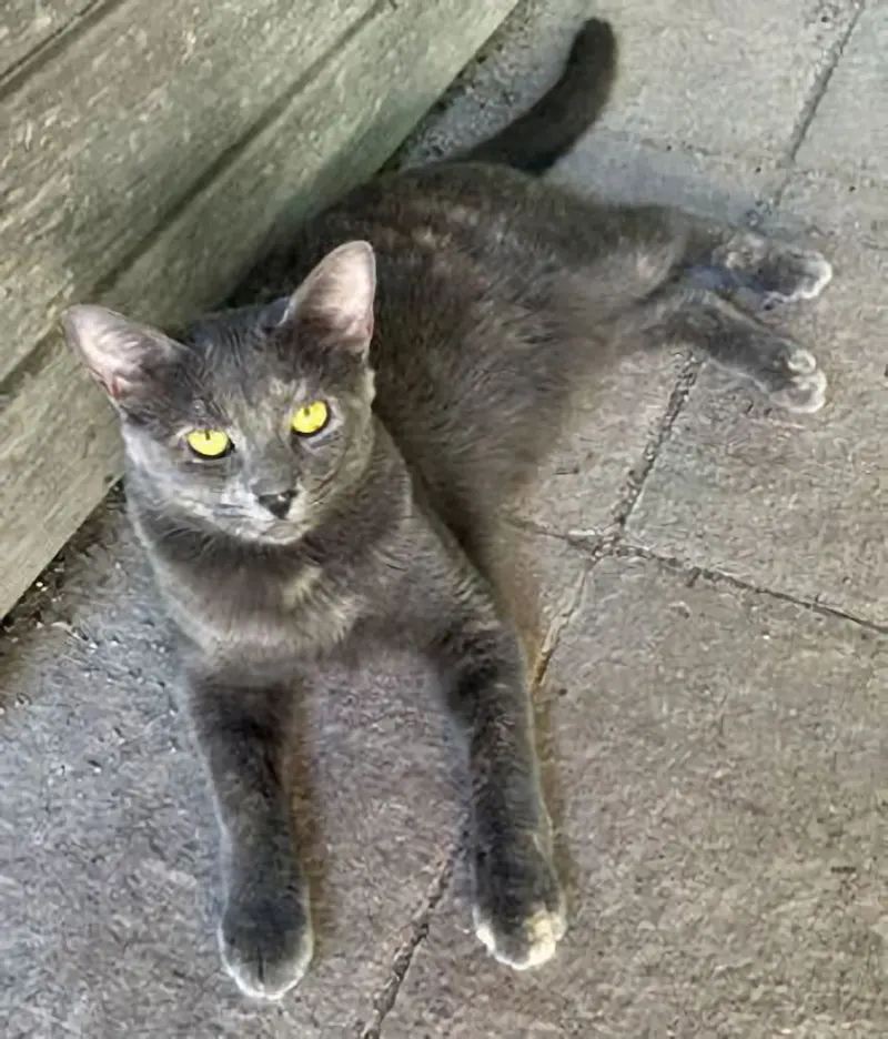 Astrid, a female Dilute Tortoiseshell available for adoption in Houston, Texas