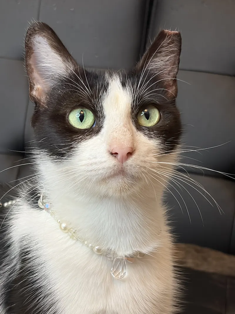 Maddie, a female Domestic Short Hair available for adoption in Houston, Texas