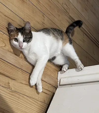 Holly, a female Calico available for adoption in Houston