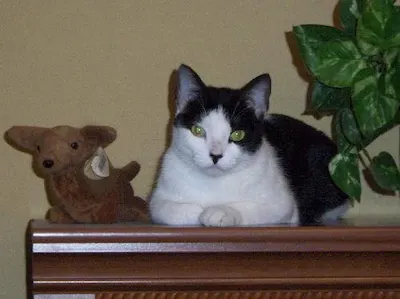 Duchess of Snugglesworth, adopted from Cats For Life Houston