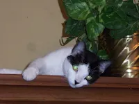 Duchess of Snugglesworth, photo 2