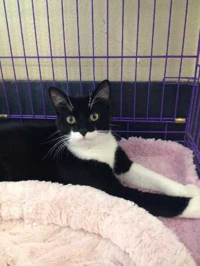 Daniel, adopted from Cats For Life Houston