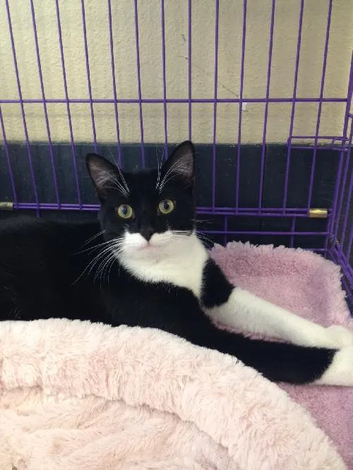 Daniel, adopted from Cats For Life in Houston, Texas