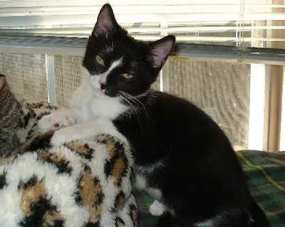 Baby Boo, adopted from Cats For Life Houston