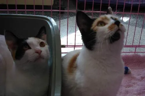 Molly and Meghan, adopted from Cats For Life in Houston, Texas