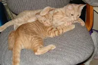 Dune and Flynn, photo 1