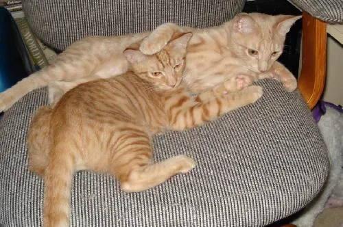 Dune and Flynn, adopted from Cats For Life in Houston, Texas