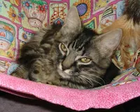 Harley, photo 3
