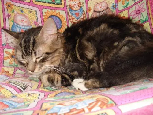 Samantha, adopted from Cats For Life in Houston, Texas