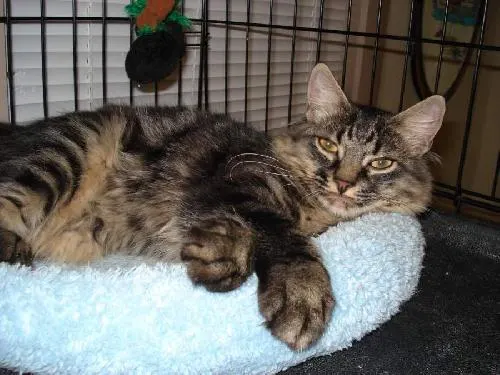 Harley, adopted from Cats For Life in Houston, Texas