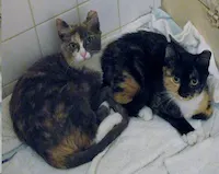 Misty and Heidi, photo 2