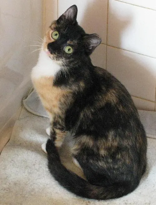 Misty and Heidi, adopted from Cats For Life in Houston, Texas