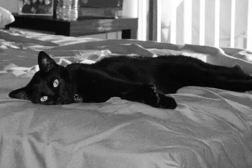 Captain Jack, adopted from Cats For Life in Houston, Texas