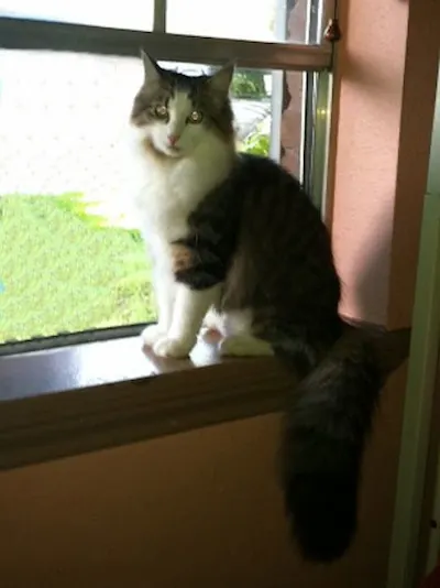 Miss Beauty, adopted from Cats For Life Houston