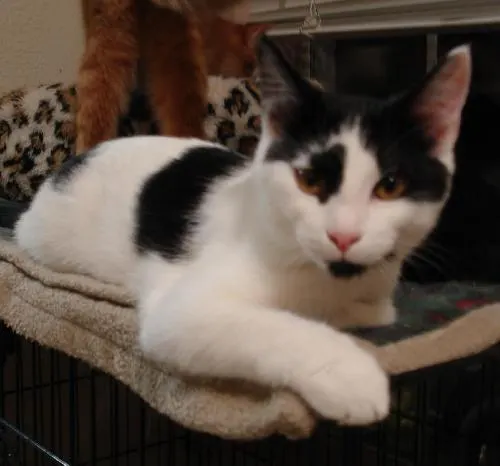 Little Ricky, adopted from Cats For Life in Houston, Texas