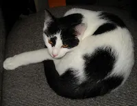 Little Ricky, photo 2