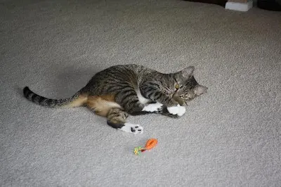 Emi, adopted from Cats For Life Houston