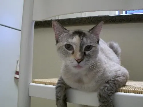 Rainey, adopted from Cats For Life in Houston, Texas