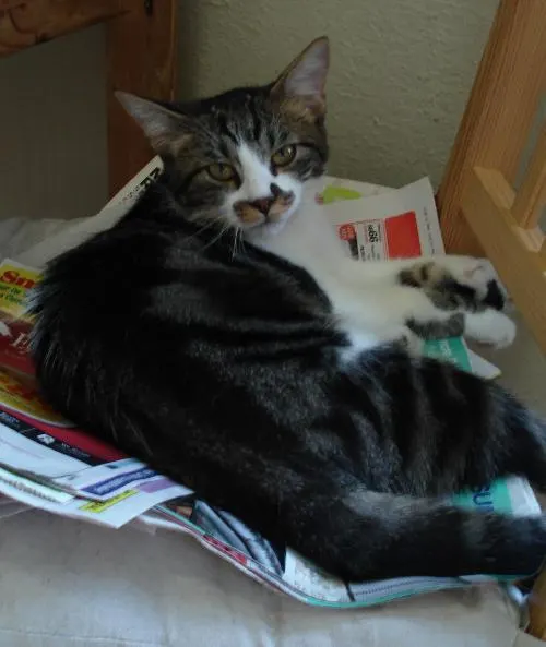 Edie Marie, adopted from Cats For Life in Houston, Texas