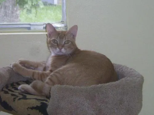 Bobby, adopted from Cats For Life in Houston, Texas