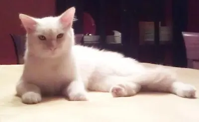 Roby, adopted from Cats For Life Houston