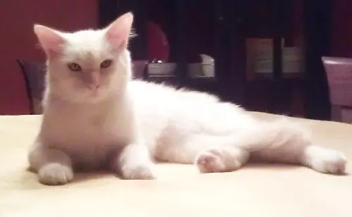 Roby, adopted from Cats For Life in Houston, Texas