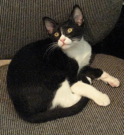 Bobbi Jones, adopted from Cats For Life Houston