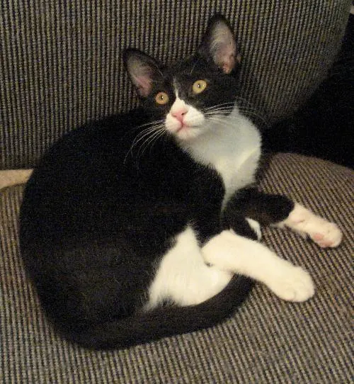 Bobbi Jones, adopted from Cats For Life in Houston, Texas