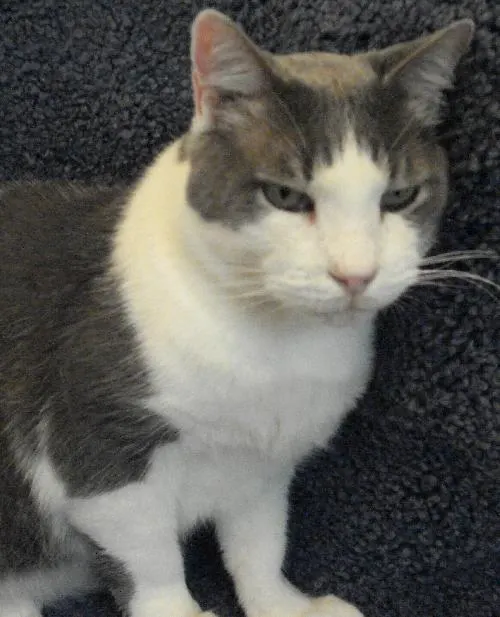 Otis, adopted from Cats For Life in Houston, Texas