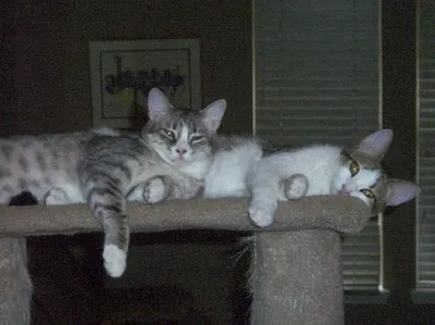 Sir Hugs a Lot and Guinnevere, adopted from Cats For Life Houston
