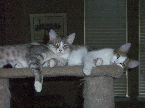 Sir Hugs a Lot and Guinnevere, adopted from Cats For Life in Houston, Texas
