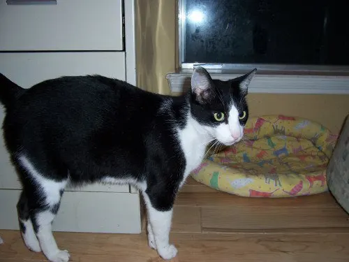 Cruiser, adopted from Cats For Life in Houston, Texas