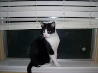 Cruiser, photo 3