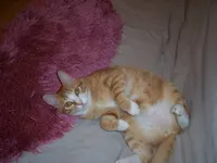 Felix, photo 6